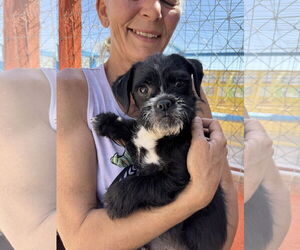 Border Terrier Dogs for adoption in Williamsburg, NM, USA