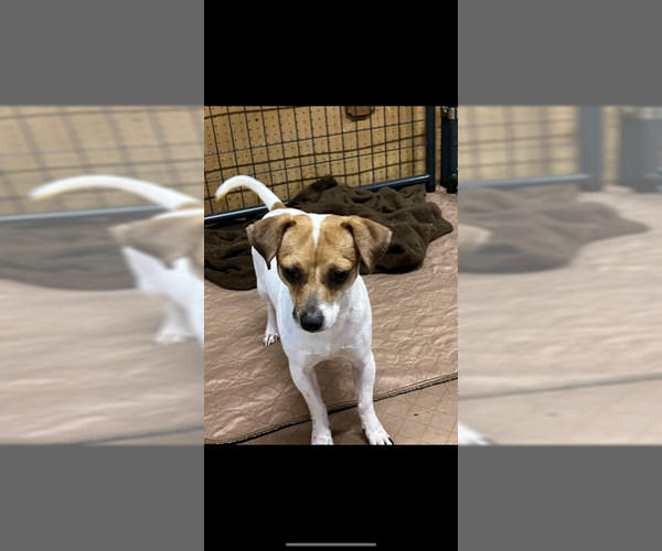 Medium Photo #1 Jack Chi Puppy For Sale in Jackson Township, NJ, USA