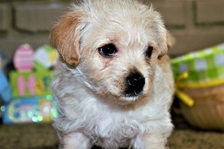 Morkie Puppy for sale in NILES, OH, USA
