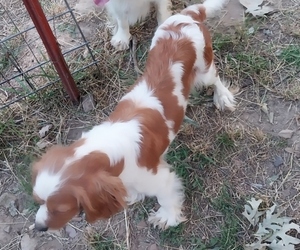 Mother of the Cavalier King Charles Spaniel puppies born on 05/11/2023