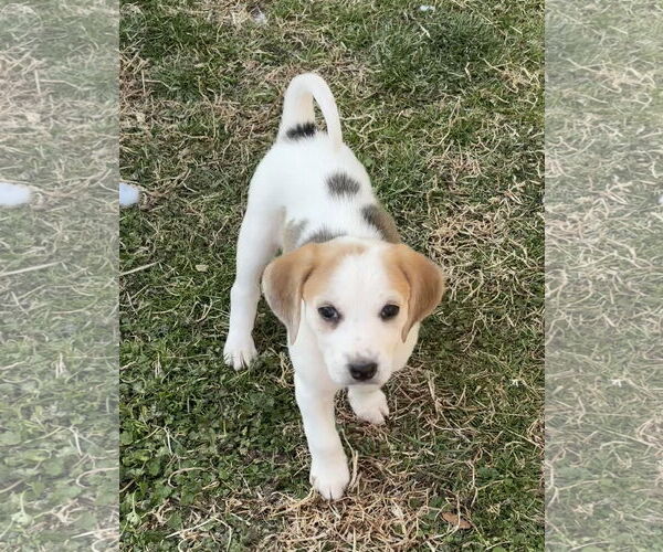 Medium Photo #1 Beagle-Unknown Mix Puppy For Sale in Holly Springs, NC, USA