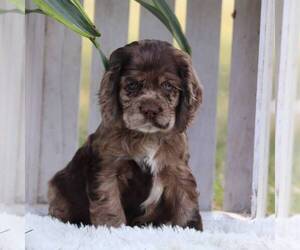 Cocker Spaniel Puppy for sale in HERSHEY, PA, USA