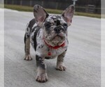 Small Photo #3 French Bulldog Puppy For Sale in FRESNO, OH, USA