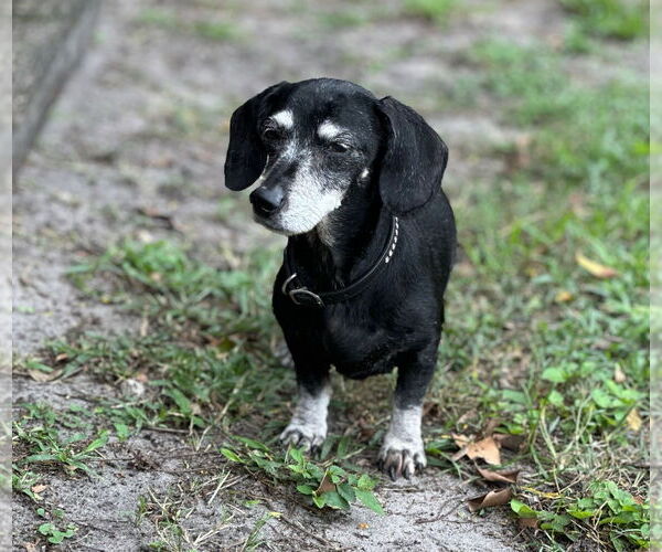 Medium Photo #1 Dachshund Puppy For Sale in Weston, FL, USA