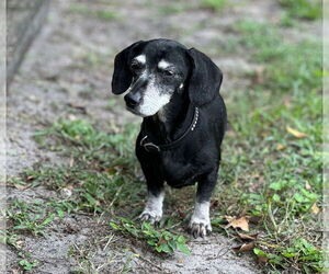 Dachshund Dogs for adoption in Weston, FL, USA
