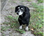 Small Dachshund