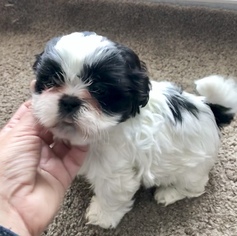 Shih Tzu Puppy for sale in MILAN, MI, USA