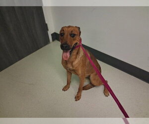 Rhodesian Ridgeback-Unknown Mix Dogs for adoption in Corona, CA, USA