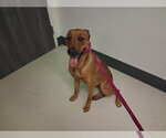 Small Rhodesian Ridgeback Mix