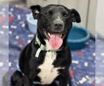 Small #5 Labrador Retriever Mix