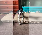 Small #8 Border Collie Mix