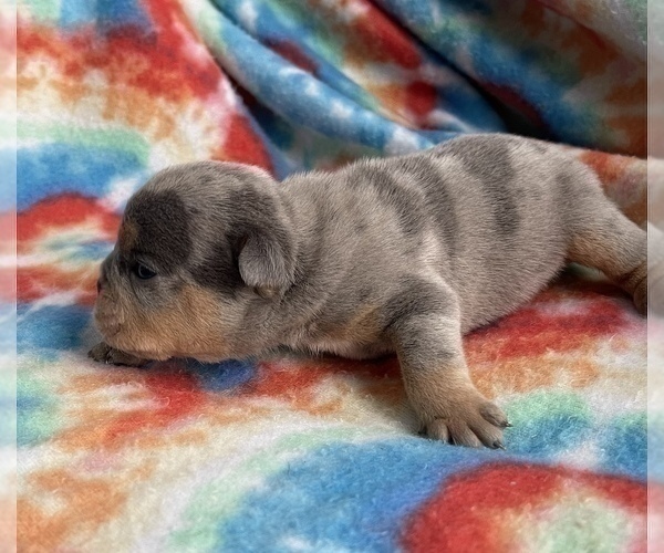 Medium Photo #5 English Bulldog Puppy For Sale in RICHMOND, VA, USA