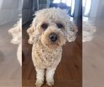 Small Photo #1 Cavapoo Puppy For Sale in REHOBOTH, MA, USA