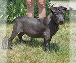 Small #3 American Staffordshire Terrier-Boxer Mix