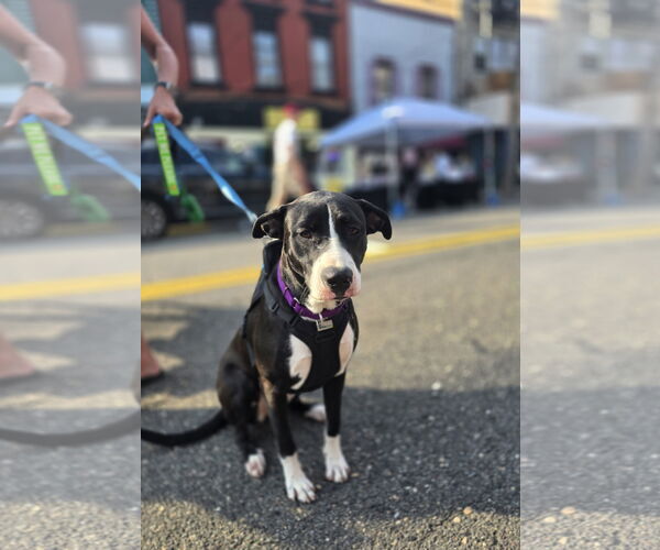 Medium Photo #4 American Pit Bull Terrier-Labrador Retriever Mix Puppy For Sale in Oakhurst, NJ, USA