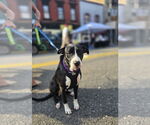 Small #3 American Pit Bull Terrier-Labrador Retriever Mix