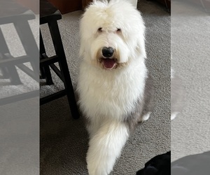 Old English Sheepdog Puppy for sale in COLORADO SPRINGS, CO, USA