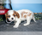 Small Photo #6 Cavalier King Charles Spaniel Puppy For Sale in MONTGOMERY, MI, USA