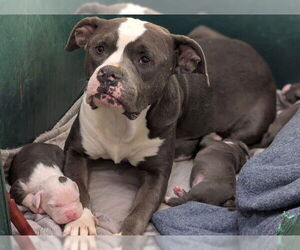 Mutt Dogs for adoption in Moreno Valley, CA, USA