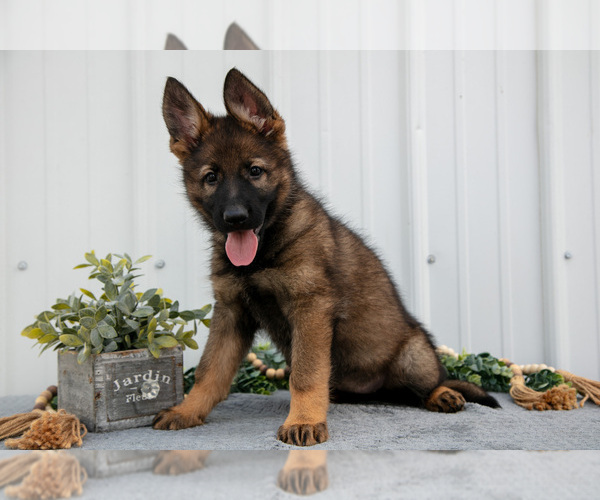 Medium Photo #3 German Shepherd Dog Puppy For Sale in SHIPSHEWANA, IN, USA