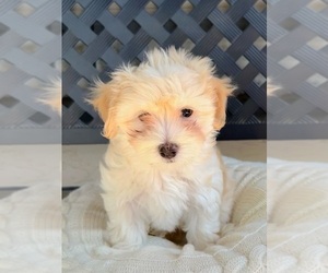 Havanese Puppy for sale in MESA, AZ, USA
