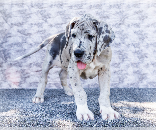 Medium Photo #12 Great Dane Puppy For Sale in WAKARUSA, IN, USA