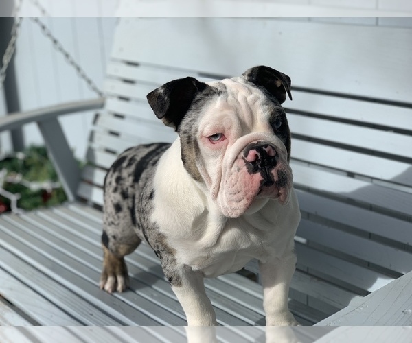 Medium Photo #7 English Bulldog Puppy For Sale in BLOOMFIELD, NM, USA