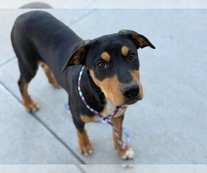 Mutt Dogs for adoption in Tulsa, OK, USA