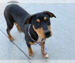 DIGLETT - Female Mutt Dog for Adoption - Small photo