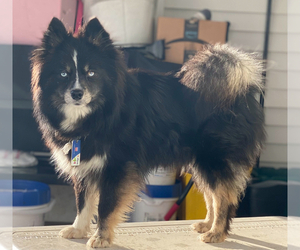 Mother of the Pomsky puppies born on 03/19/2025
