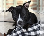 Small #5 American Bulldog Mix