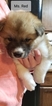 Small Photo #12 Akita Puppy For Sale in HUTCHINSON, MN, USA
