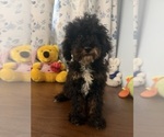 Havapoo puppies - Male Havapoo Puppy for Sale - Photo #45