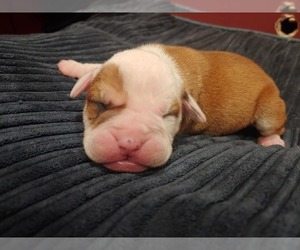 Olde English Bulldogge Puppy for sale in ATHENS, AL, USA