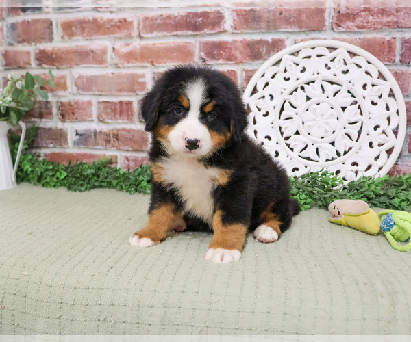 Medium Photo #1 Bernese Mountain Dog Puppy For Sale in SYRACUSE, IN, USA