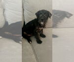 Small #1 Poodle (Miniature) Mix