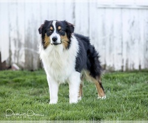 Father of the Australian Shepherd puppies born on 02/27/2021