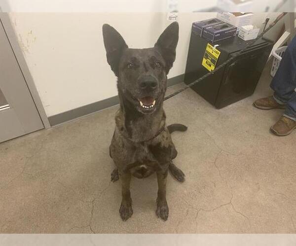 Medium Photo #1 Catahoula Leopard Dog-German Shepherd Dog Mix Puppy For Sale in Berkeley , CA, USA