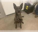 Small Catahoula Leopard Dog-German Shepherd Dog Mix