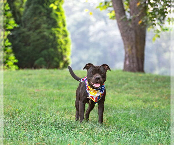 Medium Photo #4 American Pit Bull Terrier-Unknown Mix Puppy For Sale in Unionville, PA, USA