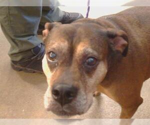 Boxer-Unknown Mix Dogs for adoption in Sacramento, CA, USA