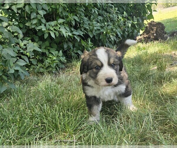 Medium Photo #5 Great Bernese Puppy For Sale in ELGIN, OR, USA