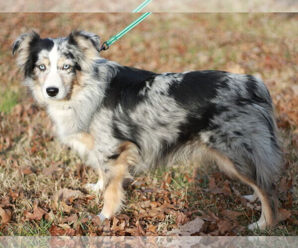 Medium Photo #2 Australian Shepherd Puppy For Sale in Cookeville, TN, USA