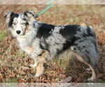 Small #1 Australian Shepherd