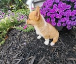 Small #3 Pembroke Welsh Corgi