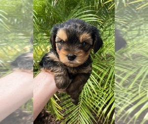Yorkshire Terrier Puppy for sale in NORTH VENICE, FL, USA