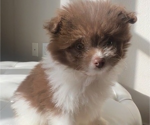 Pomeranian-Poodle (Toy) Mix Puppy for sale in PORTLAND, OR, USA