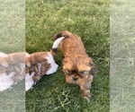 Small Photo #2 Shih Tzu Puppy For Sale in MESA, AZ, USA