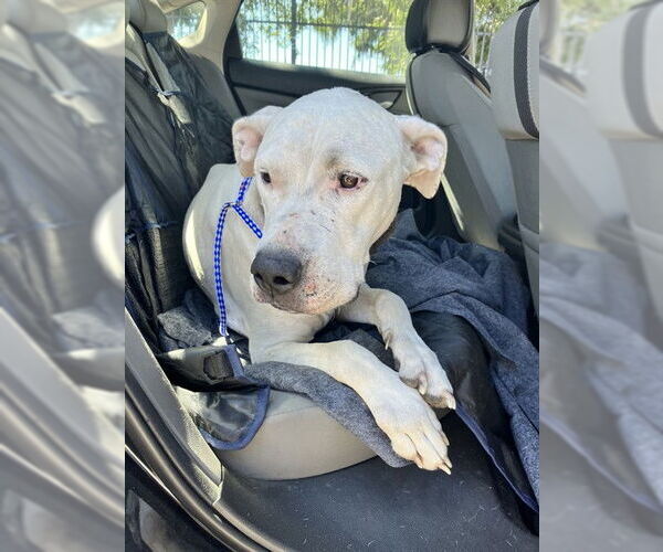 Medium Photo #1 Dogo Argentino Puppy For Sale in Stockton, CA, USA