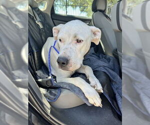 Dogo Argentino Dogs for adoption in Stockton, CA, USA